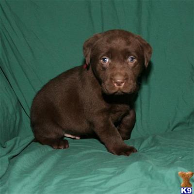Puppies in OH
